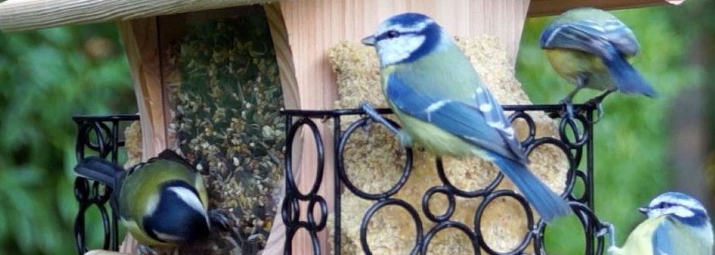 MIX oiseaux du ciel 